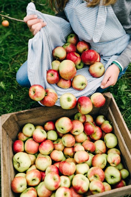 Pokrenuli smo organsku proizvodnju jabuka na 114 hektara
